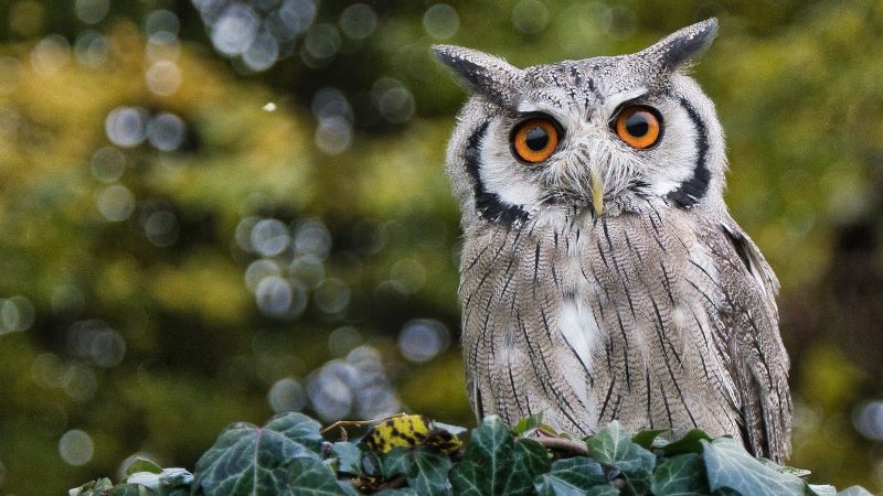 Owl perched on branch and watching