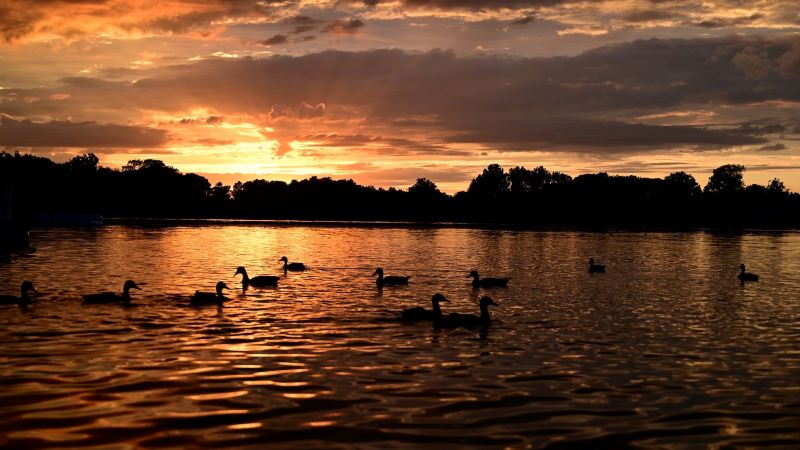 Ducks in lake at Golden Hour