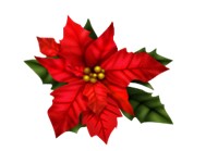 Poinsettias