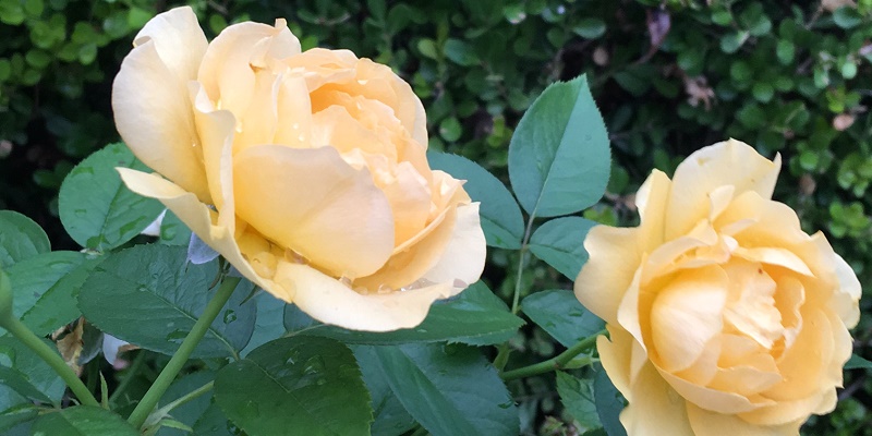 yellow roses