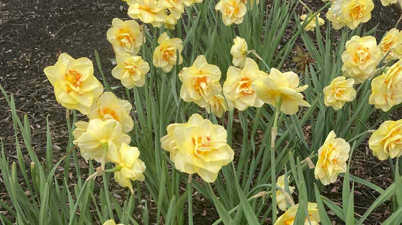 daffodils