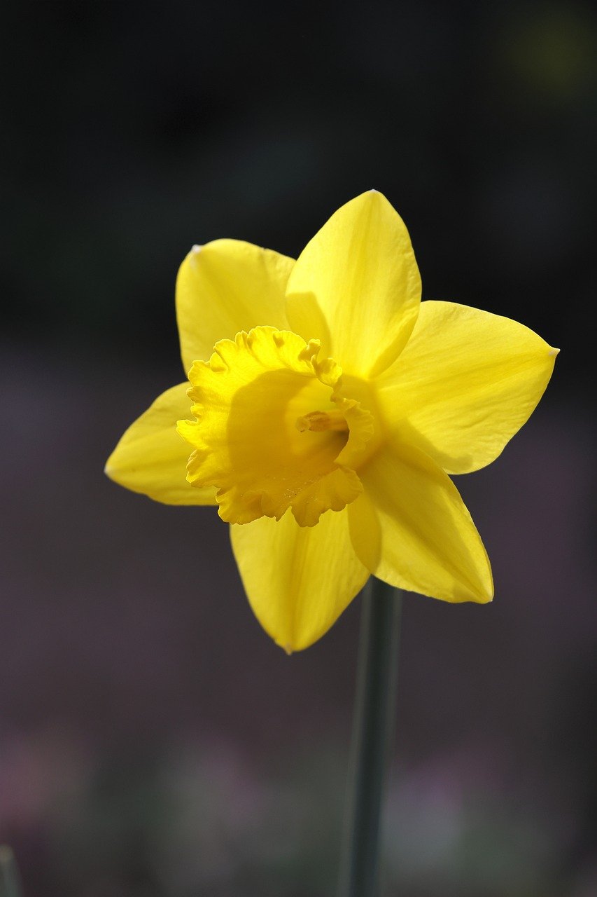 Spring Daffodil