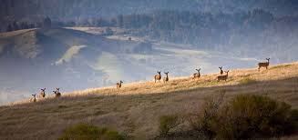 wildlife in a pasture