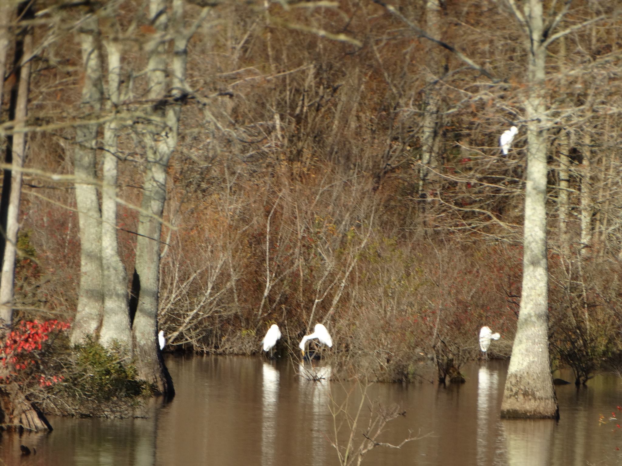 wetlands with egrets