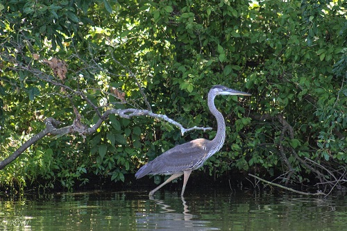 photo of heron at DE State Park at Trap Pond