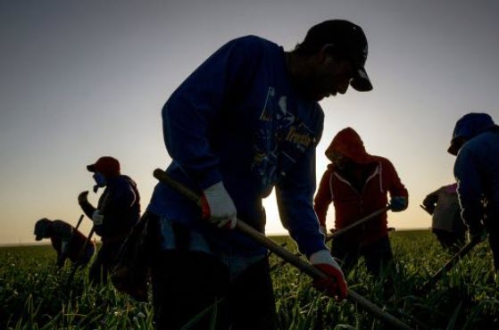 Field Workers Field Workers
