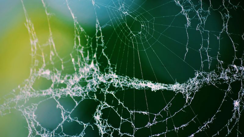 Web of Lies Photo by Stefan Cosma on Unsplash Photo of Spider Web. Web of Lies.