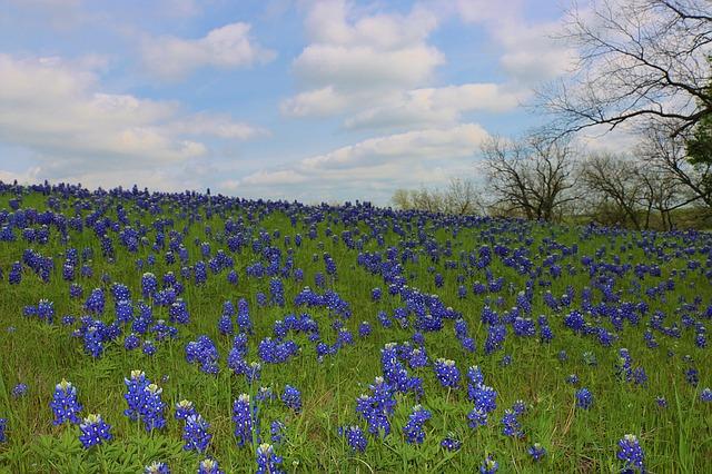 TX Bluebonnets field TX Bluebonnets field
