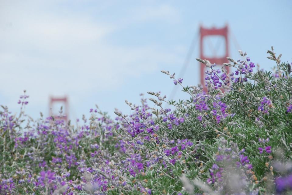 golden gate bridge surrounded by hummingbird sage