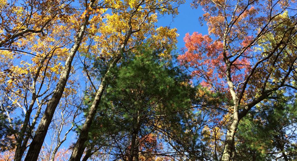 Kelly Field Trees