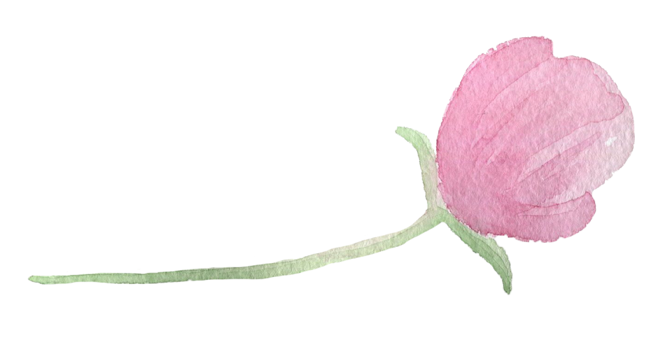 Single pink peony