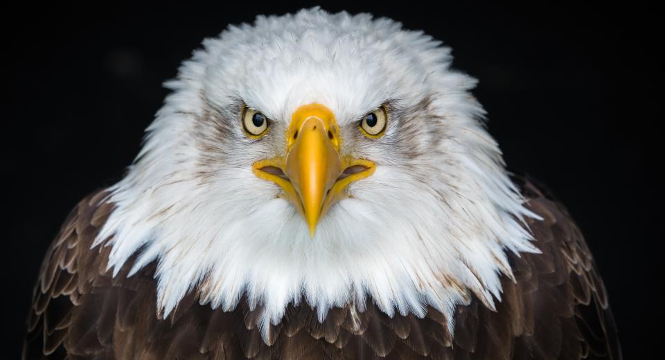 Eagle