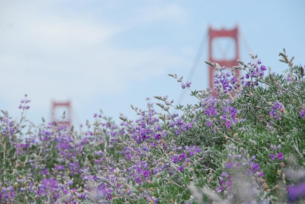golden gate bridge surrounded by hummingbird sage