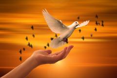 hand releasing dove in front of a deep orange sunset