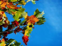 2025 09 Fall Celebration