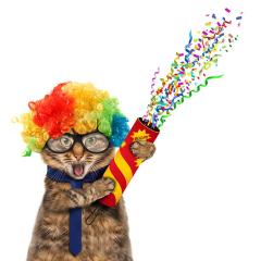 Cat at a party