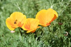 California poppies visited by a bee