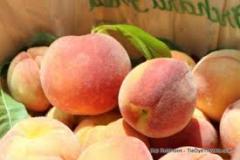 Peach Festive