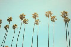 California Palm Trees