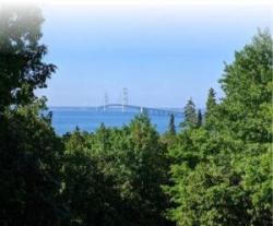 Small picture of trees in a forest