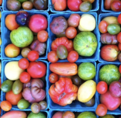 Varieties of Tomatoes