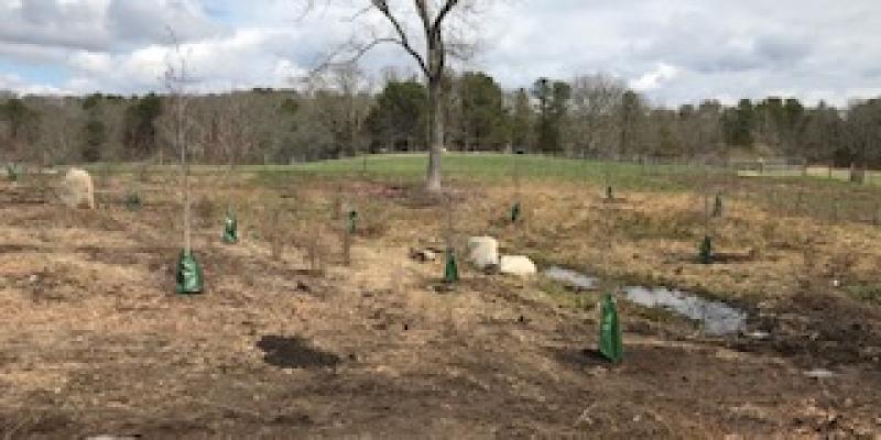 Centennial Grove Planted