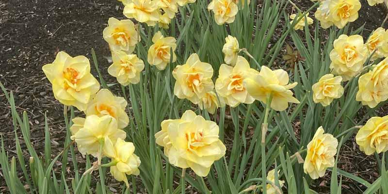 daffodils