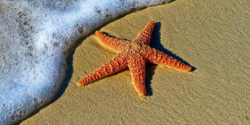Photo of starfish on sand