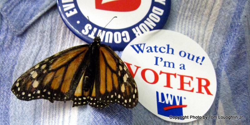 Voting Butterfly