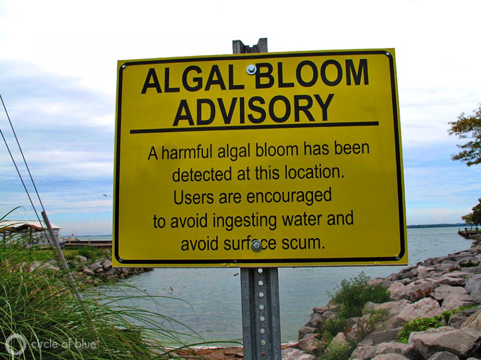 Algal Bloom photo 